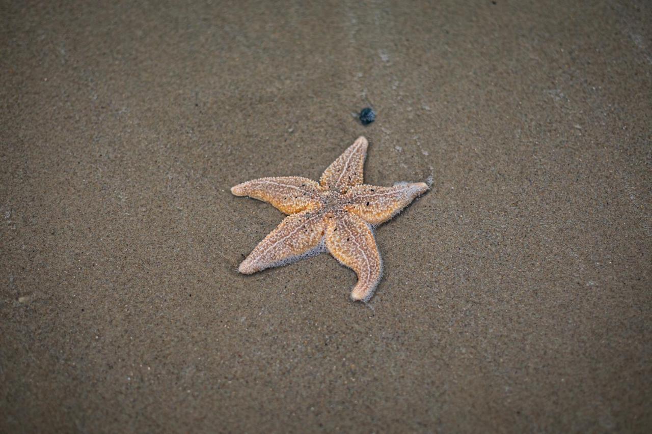 Strandhotel Camperduin สโคร์ล ภายนอก รูปภาพ